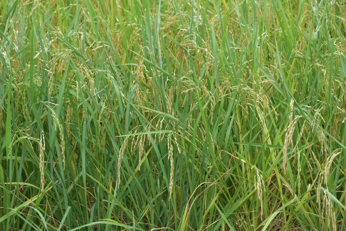 'นฤมล' ประกาศทำนาเปียกสลับแห้ง   ลุ่มเจ้าพระยา ลดใช้น้ำ ลดก๊าซมีเทน