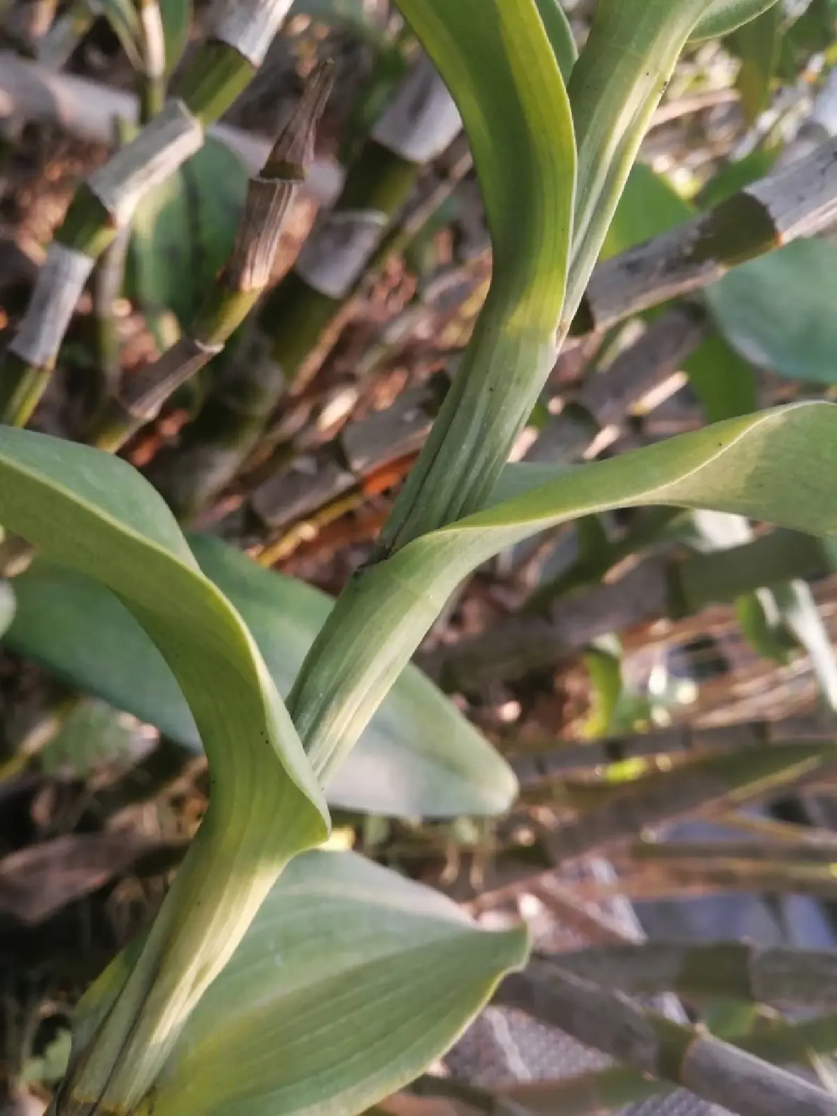 เกษตรฯแนะรักษาระดับน้ำบ่อพักสูง ป้องน้ำเค็มรุกสวนกล้วยไม้