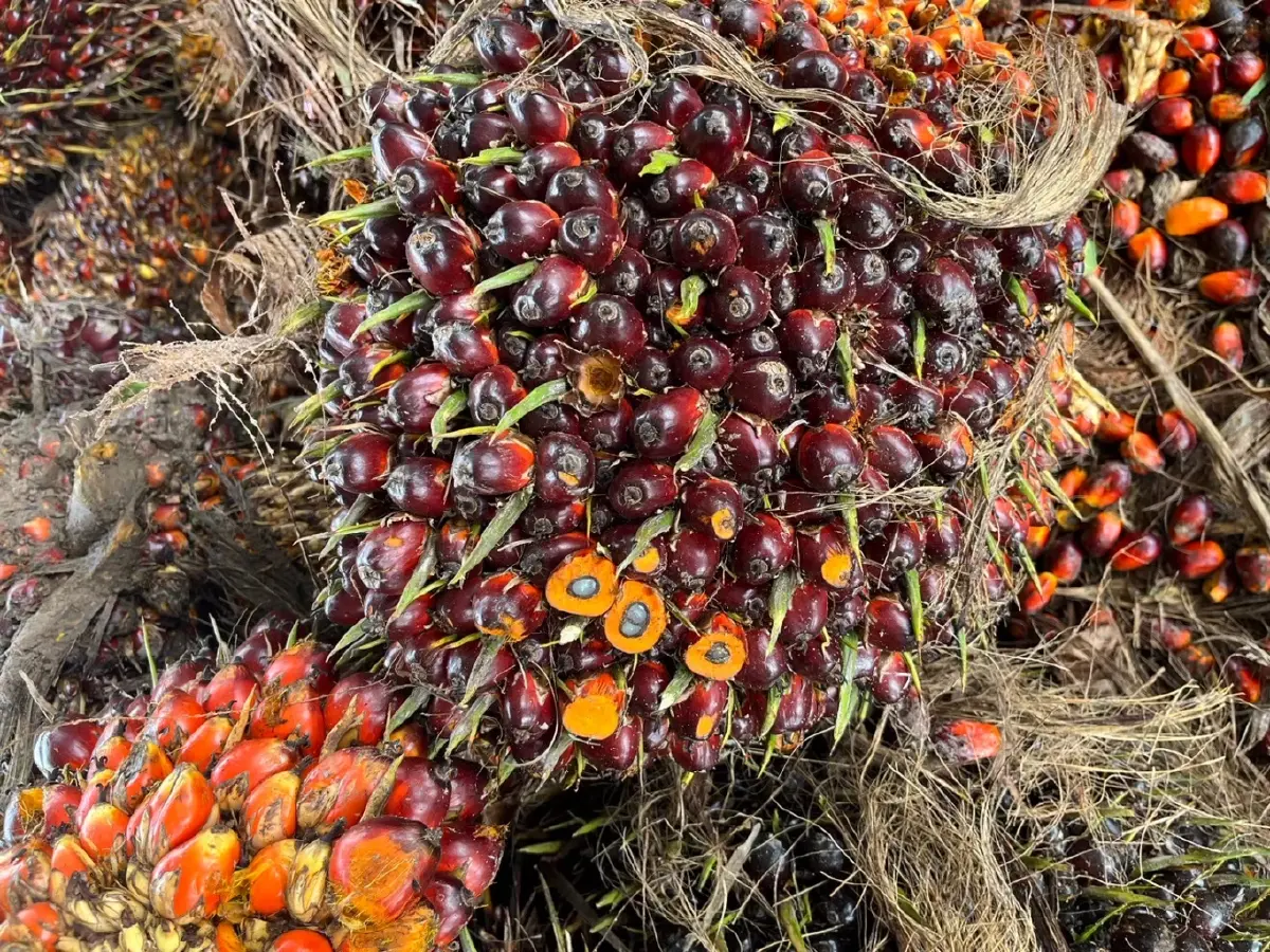 สศก. หวั่นนโยบาย บี 5 กระทบราคาปาล์มน้ำมัน ขาขึ้น