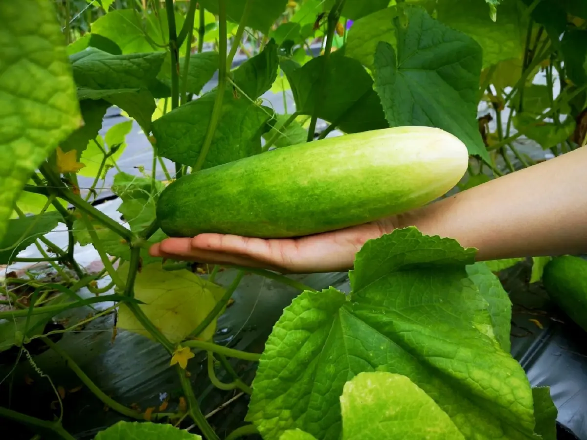 ซินเจนทา  รุกตลาดสารชีวภาพ  ส่ง เกียพาวเวอร์ ฟื้นดิน เร่งดอก ติดผล