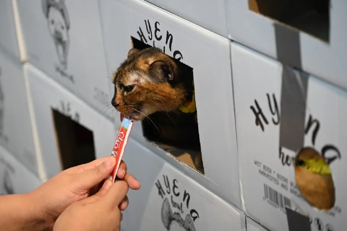 BKKDW2025 'เฟส 2' 46 โปรแกรมย่านพระนคร 42 โปรแกรมย่านบางลำพู-ข้าวสาร