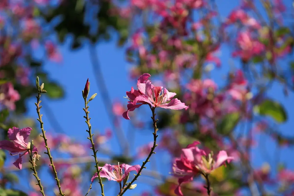 'เขตทหารเที่ยวได้' ที่ 'Army Land' ค่ายเม็งรายมหาราช เชียงราย