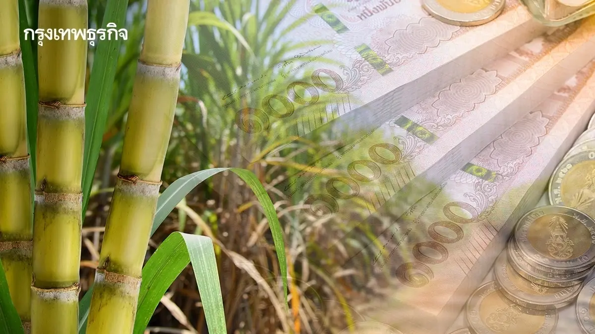 เงินช่วยเหลือชาวไร่อ้อย คนไม่เผาอ้อย ได้เงินชดเชย รัฐจ่ายล่าสุด