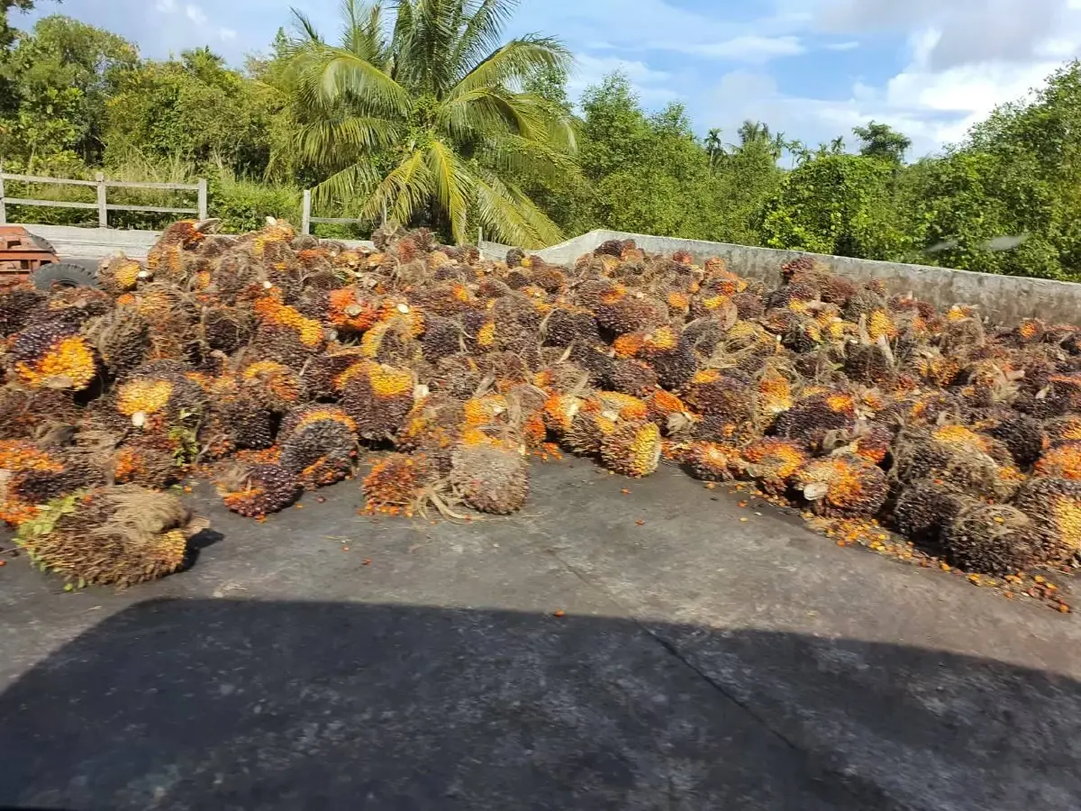 สศก. หวั่นนโยบาย บี 5 กระทบราคาปาล์มน้ำมัน ขาขึ้น