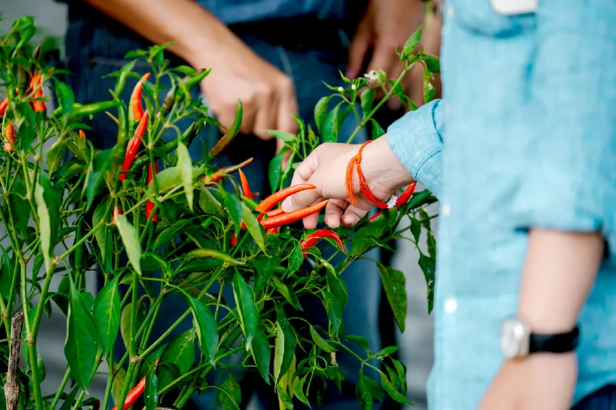 ซินเจนทา  รุกตลาดสารชีวภาพ  ส่ง เกียพาวเวอร์ ฟื้นดิน เร่งดอก ติดผล