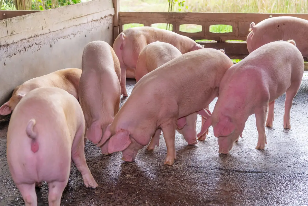 โรคระบาดทั่วเอเชีย...ต้นทุนป้องกันโรคกระทบภาคปศุสัตว์