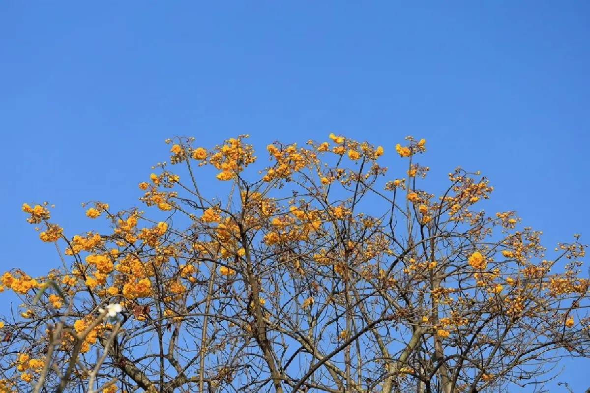 'เขตทหารเที่ยวได้' ที่ 'Army Land' ค่ายเม็งรายมหาราช เชียงราย