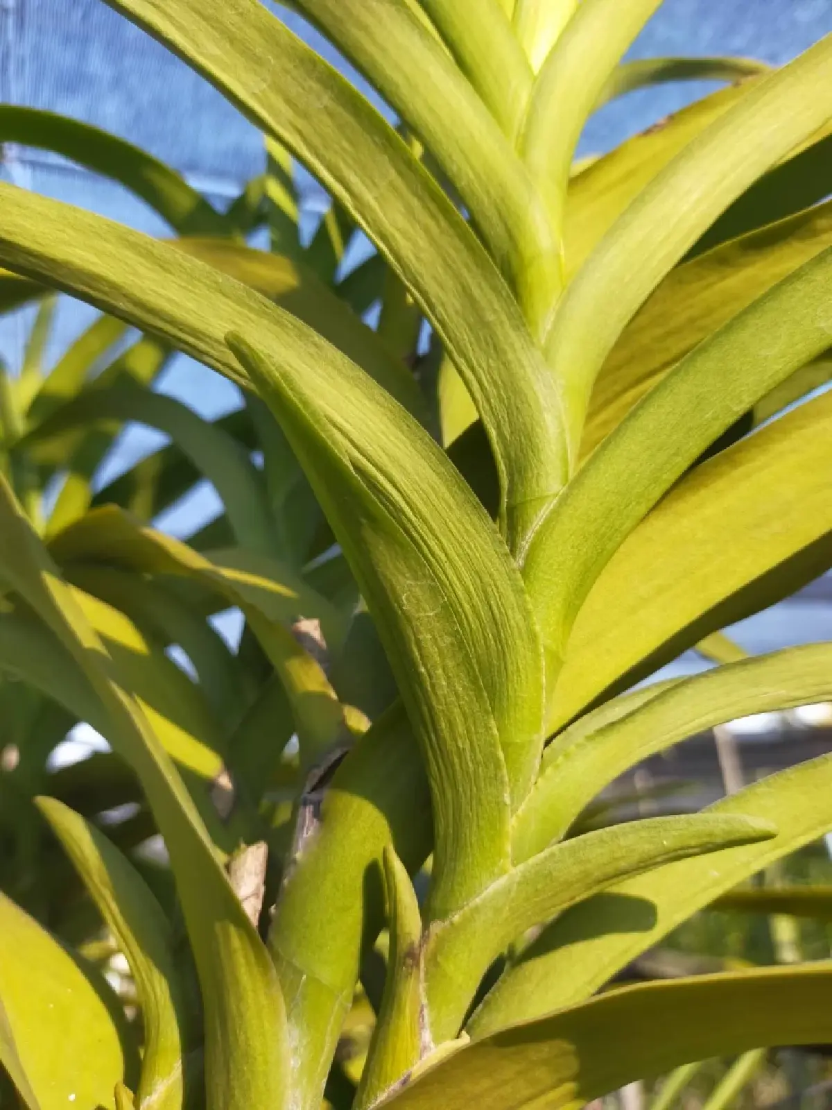 เกษตรฯแนะรักษาระดับน้ำบ่อพักสูง ป้องน้ำเค็มรุกสวนกล้วยไม้