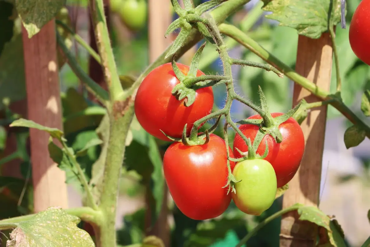 ซินเจนทา  รุกตลาดสารชีวภาพ  ส่ง เกียพาวเวอร์ ฟื้นดิน เร่งดอก ติดผล