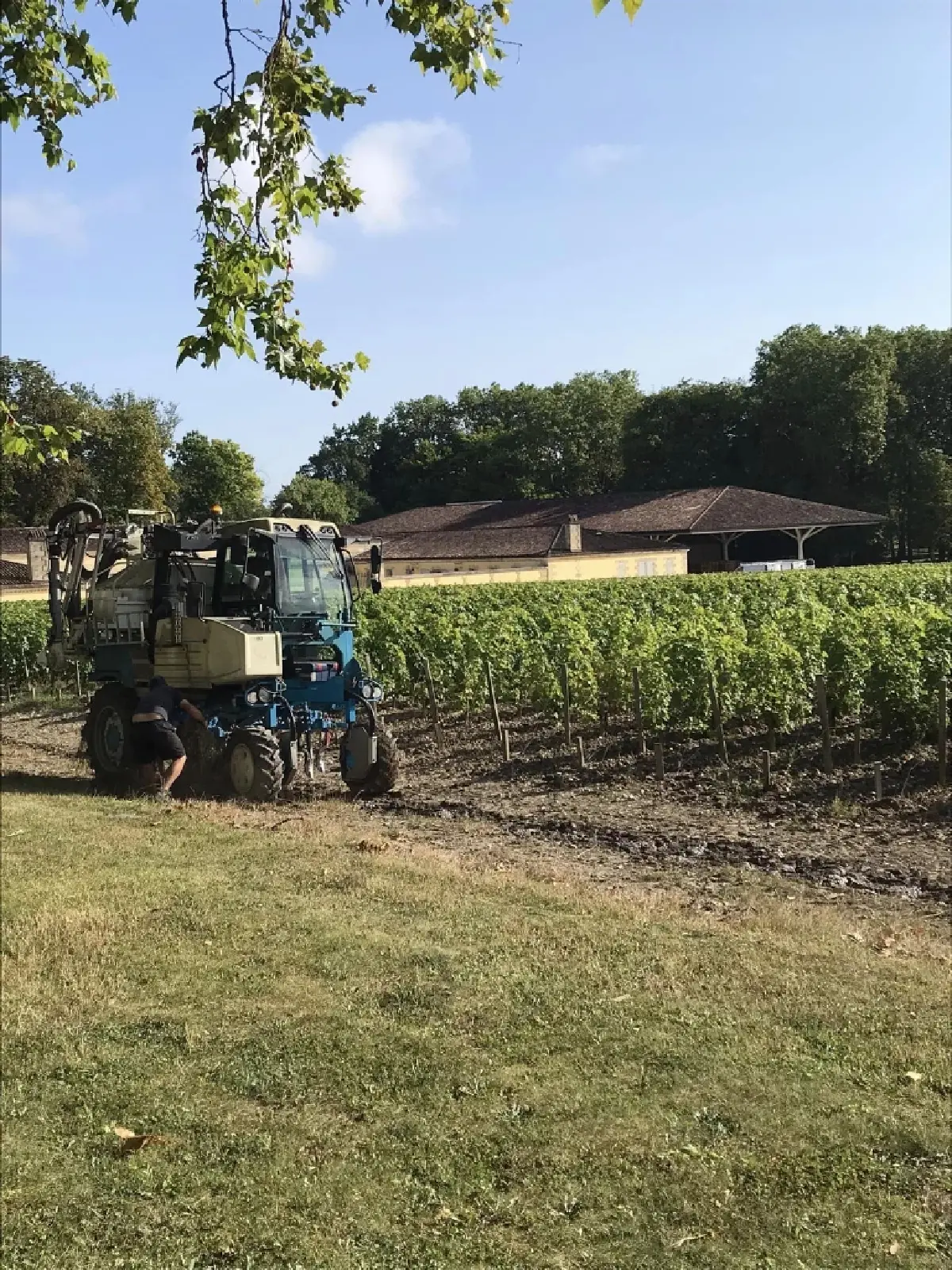 เสือตัวที่ 5 ‘ชาโต มาร์โกซ์’ เสน่ห์เหลือร้ายของ ‘ไวน์บอร์กโดซ์’