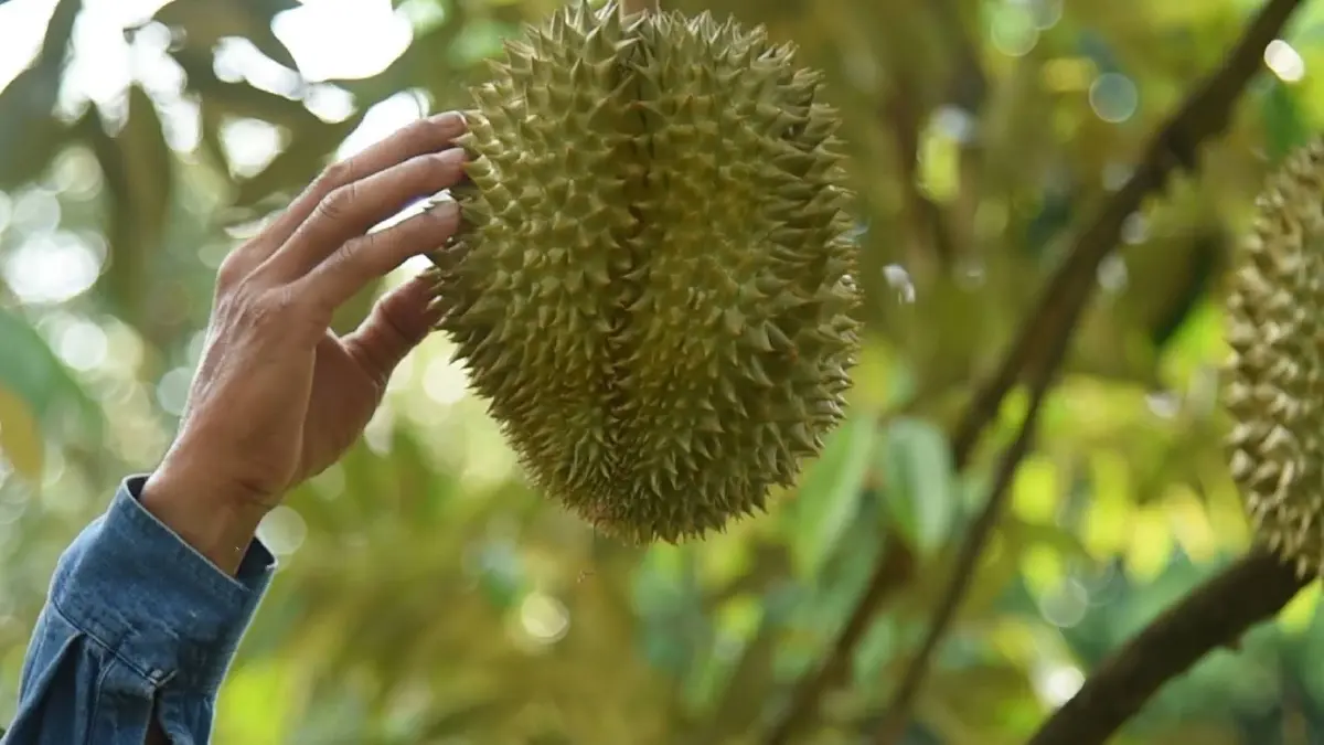 เกษตรฯวางกรอบทุเรียน รับมือฤดูการส่งออก พีคสุด พฤษภาคมนี้