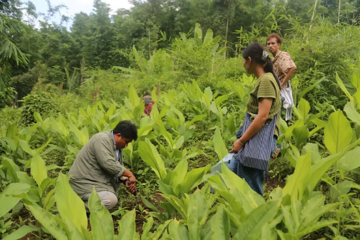 ปลูกสมุนไพรในพื้นที่อนุรักษ์   ใช้สมุนไพรในหลักประกันสุขภาพ