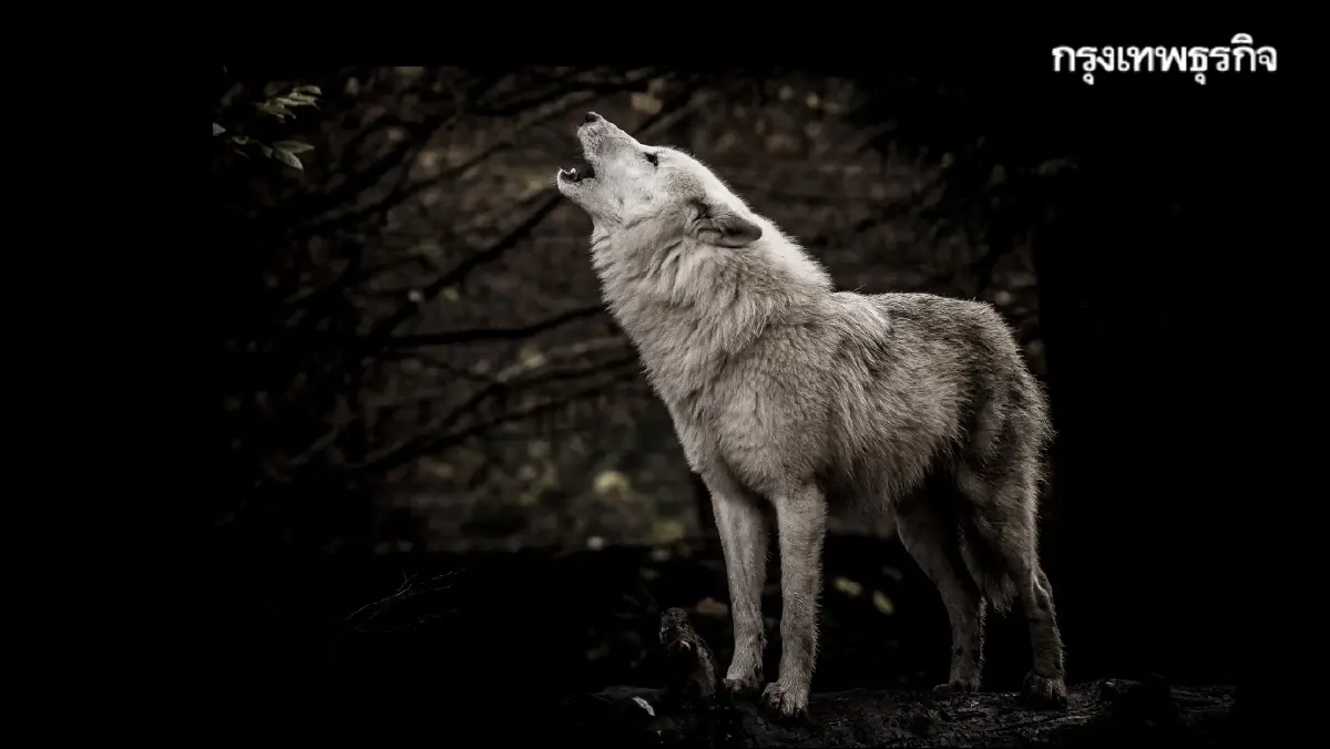 ทำงานเวลาไหนดีที่สุด? 4 Chronotype นาฬิกาชีวิตส่งผลประสิทธิภาพงาน