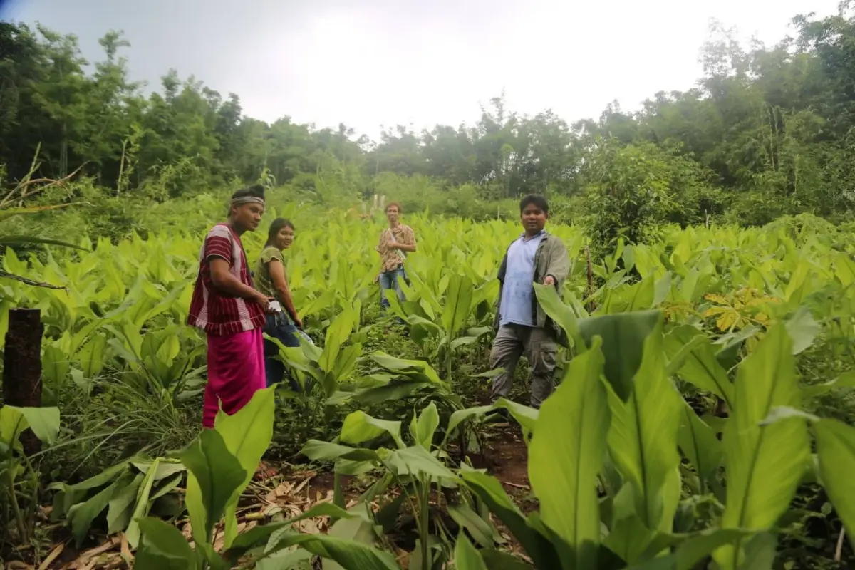 ปลูกสมุนไพรในพื้นที่อนุรักษ์   ใช้สมุนไพรในหลักประกันสุขภาพ