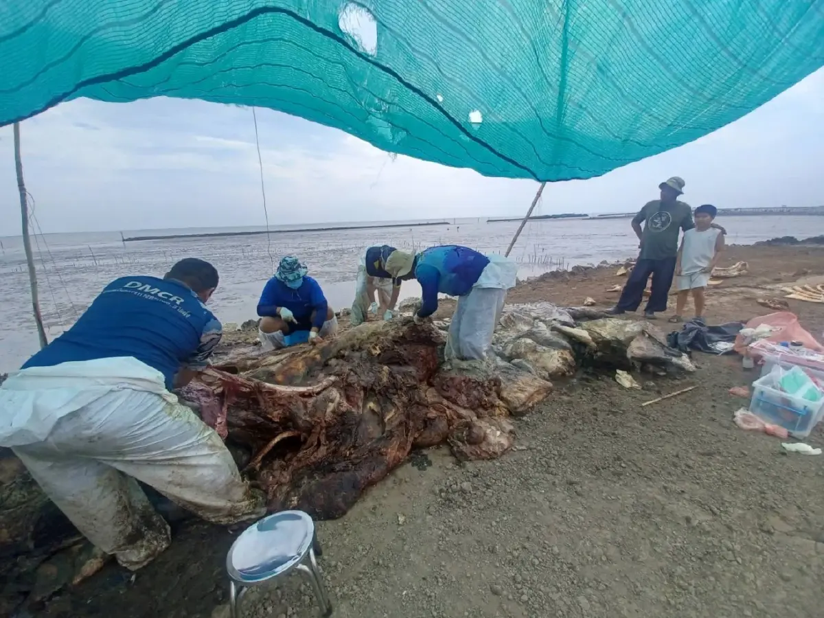 ชันสูตร 'วาฬบรูด้า'​​ เกยตื้นทะเลบางปู​ เสียเลือด-เจ็บปวดรุนแรง