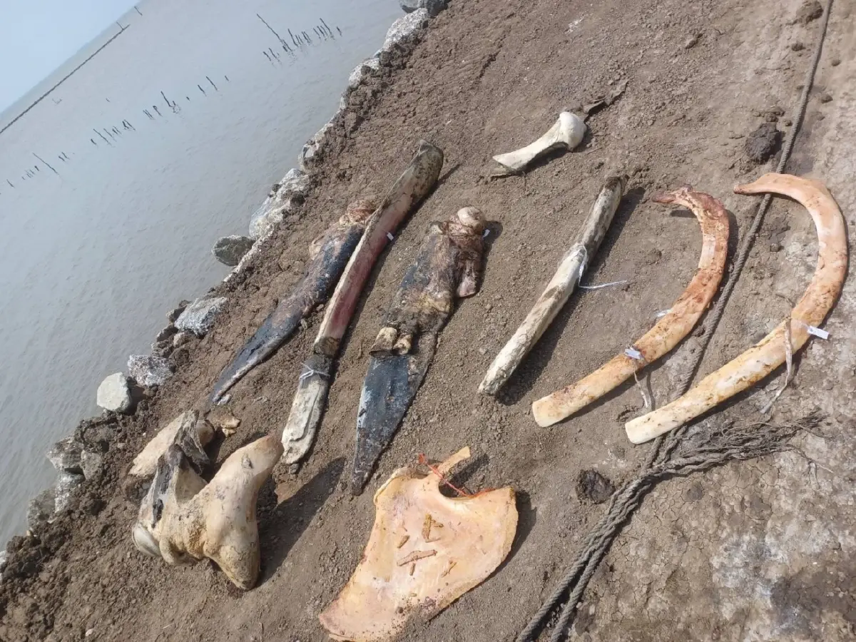 ชันสูตร 'วาฬบรูด้า'​​ เกยตื้นทะเลบางปู​ เสียเลือด-เจ็บปวดรุนแรง