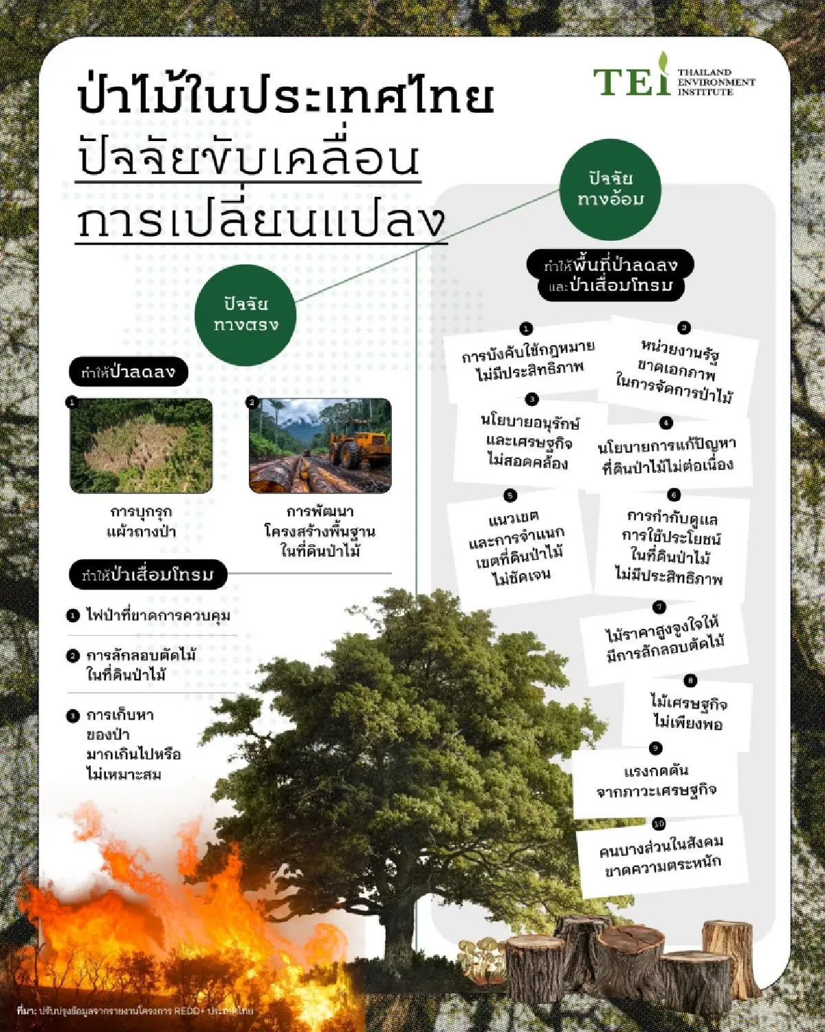 วันป่าไม้โลก 21 มี.ค.ไทยสูญเสียพื้นที่ป่าช้าลง แต่ยังน่าห่วง