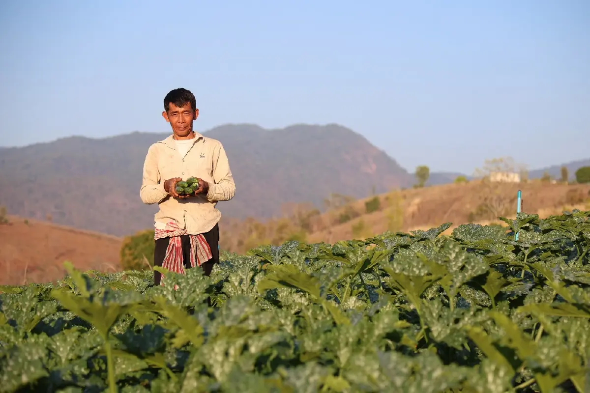 ความยากจนบีบคั้น ชาวเขาจึงเผาไร่ข้าวโพดซ้ำๆ ทางออก-สร้างอาชีพทดแทนมั่นคง