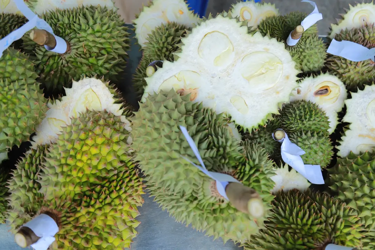 เกษตรฯวางกรอบทุเรียน รับมือฤดูการส่งออก พีคสุด พฤษภาคมนี้