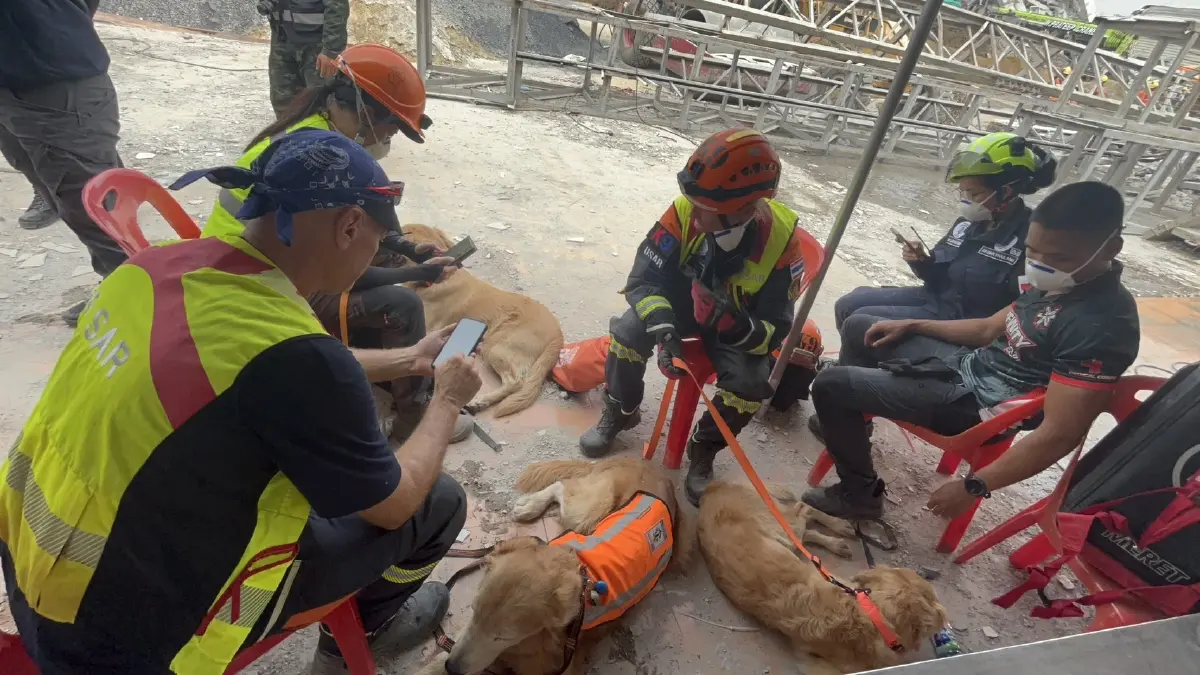 ผบ.ทบ.สั่ง ทหารช่าง-ทหารสัตว์ หนุน ปภ.ค้นหาคนติดในตึกถล่ม