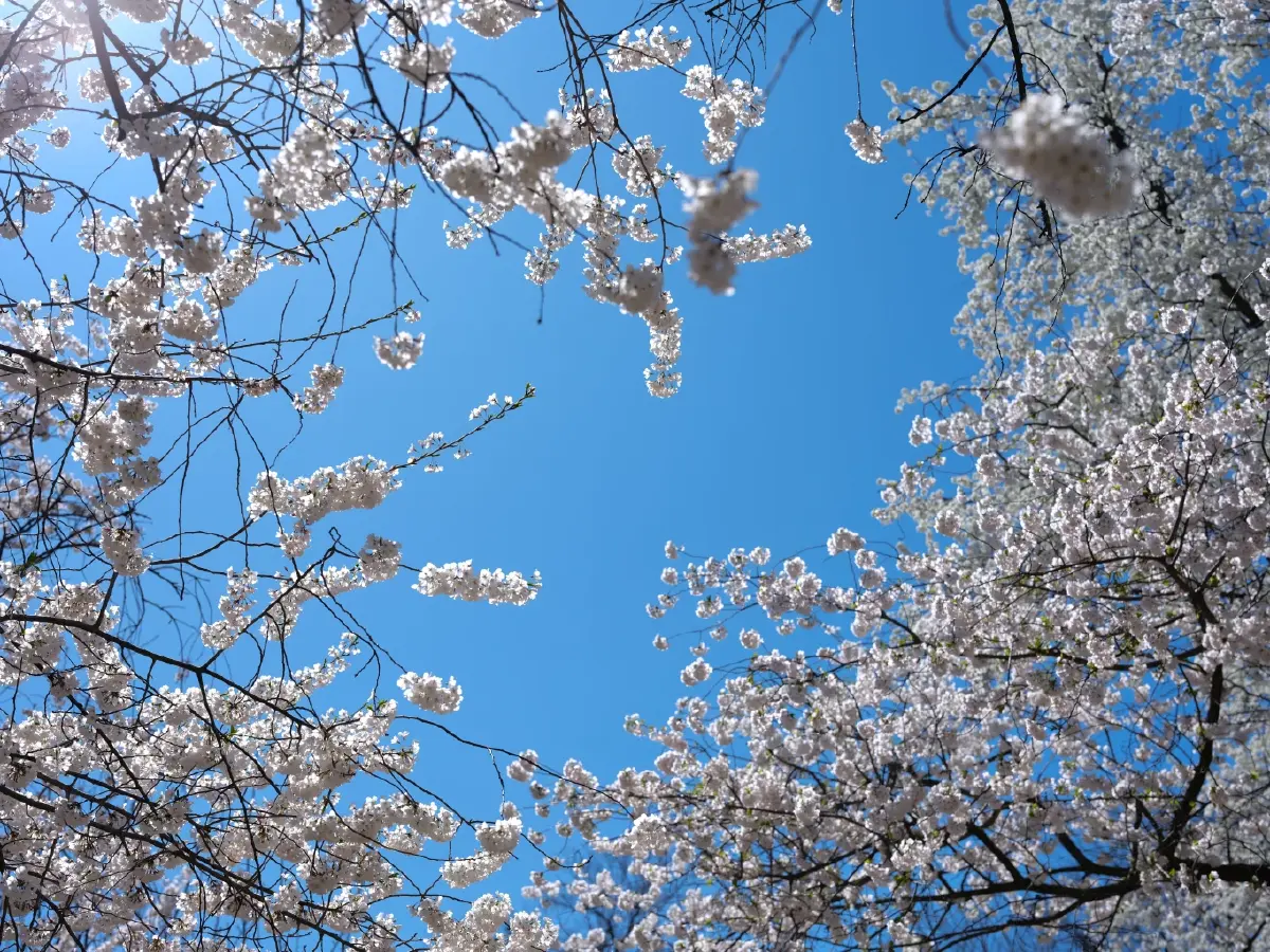 ‘ซากุระ’ บานสะพรั่ง ทั่ว ‘วอชิงตัน’ ชาวเมือร่วมเทศกาลชมดอกไม้