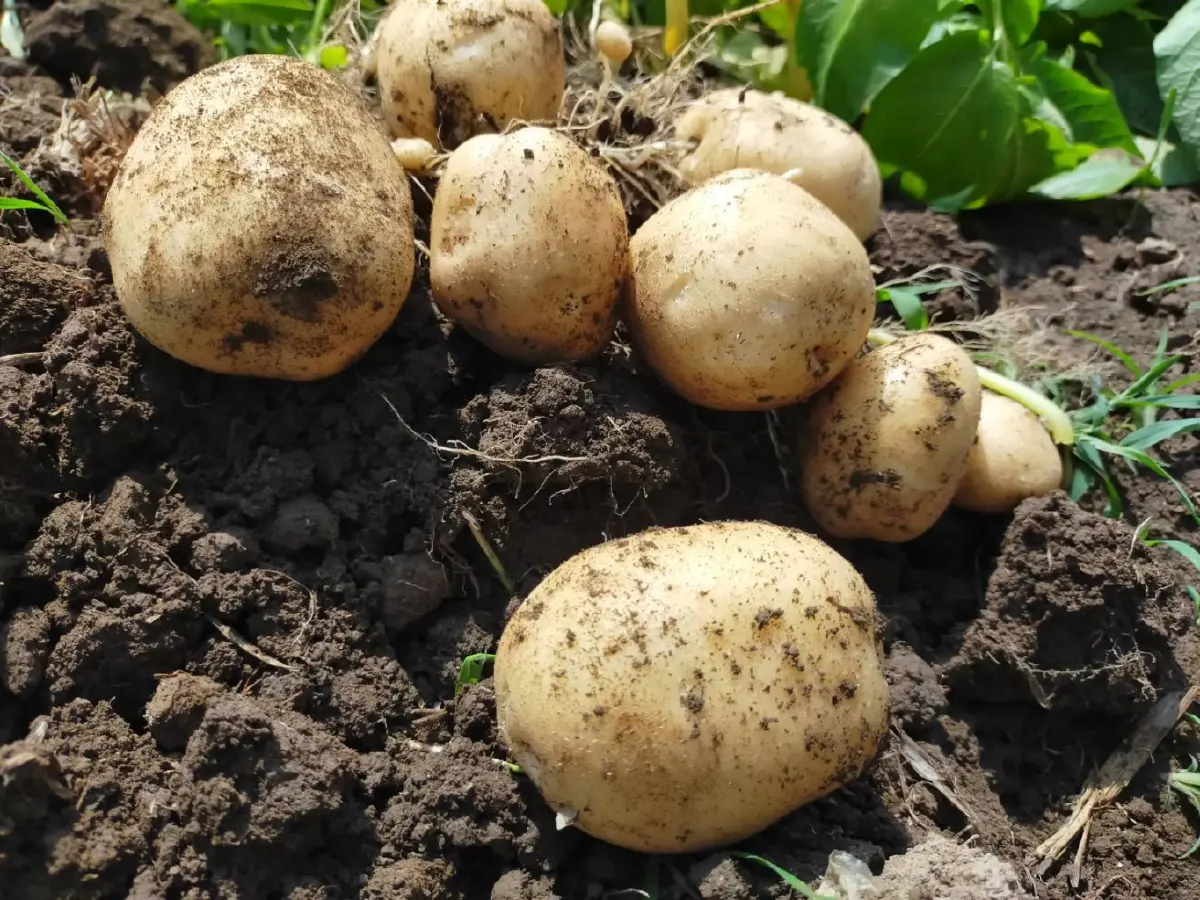 แนะ เร่งพัฒนาสายมันฝรั่งไทย ผลผลิตมีน้อยไม่พอกับความต้องการ