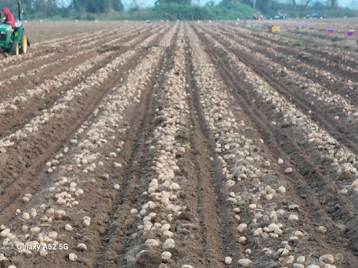 แนะ เร่งพัฒนาสายมันฝรั่งไทย ผลผลิตมีน้อยไม่พอกับความต้องการ