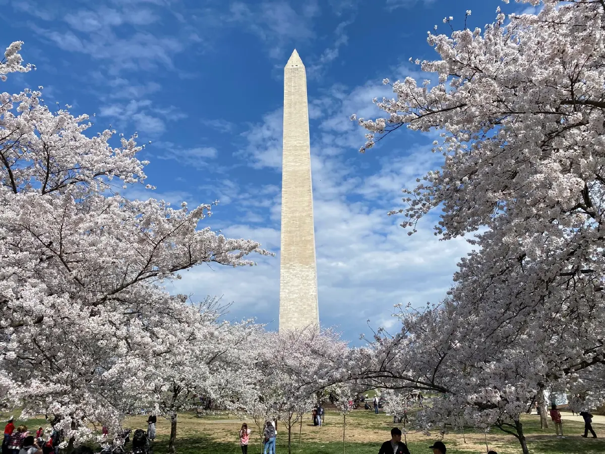 ‘ซากุระ’ บานสะพรั่ง ทั่ว ‘วอชิงตัน’ ชาวเมือร่วมเทศกาลชมดอกไม้