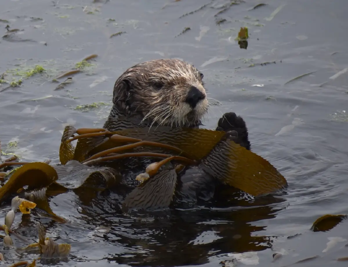 ‘นากทะเล’ นักอนุรักษ์ตัวจิ๋ว ช่วยอนุรักษ์ ‘ป่าสาหร่าย’ ในสหรัฐ