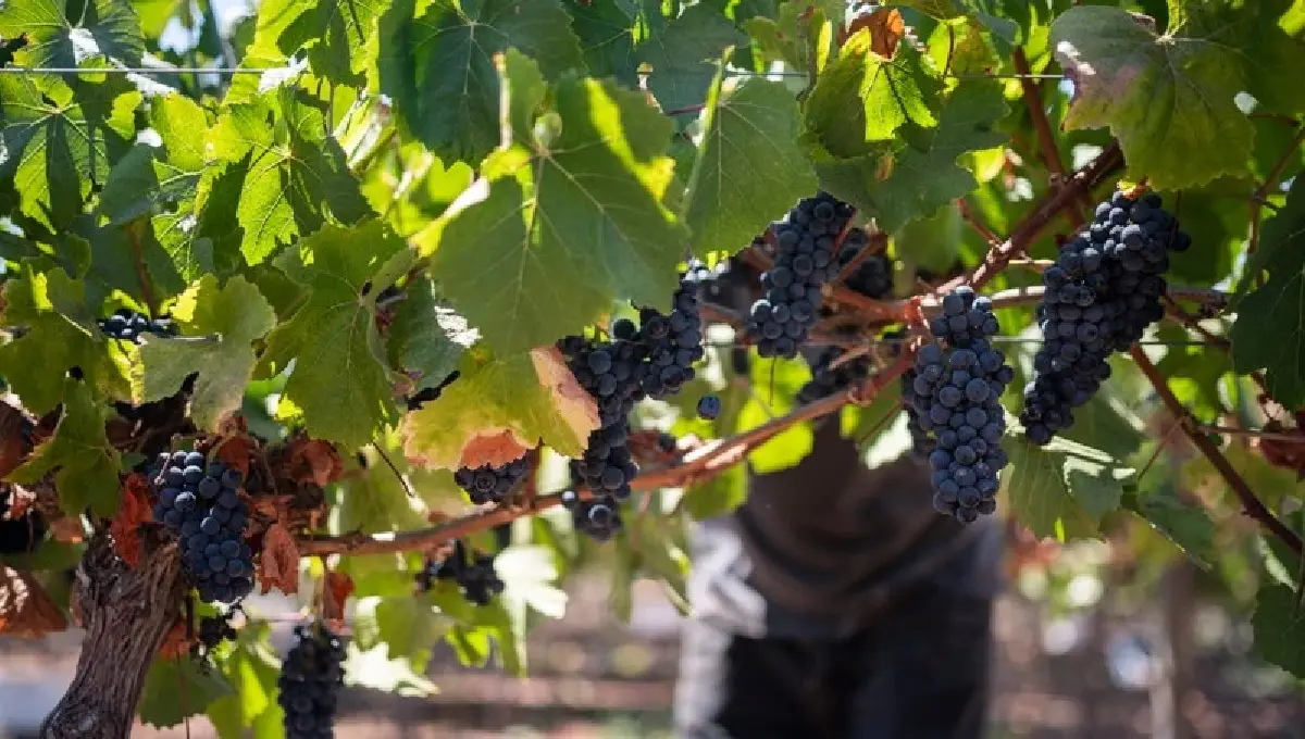 ไวน์กรองด์ ครู ชิลี รุ่น ‘ดอน เมลชอร์’ วินเทจ 2021 มีไม่พอขาย