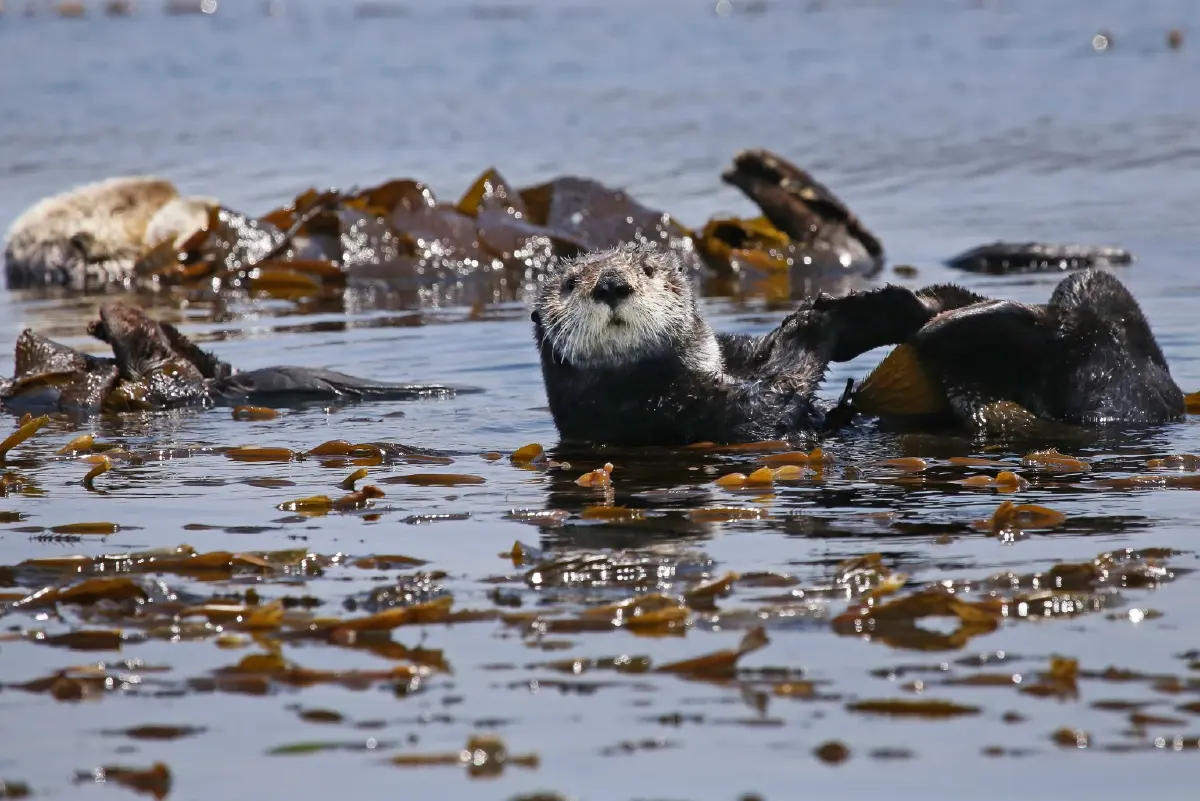 ‘นากทะเล’ นักอนุรักษ์ตัวจิ๋ว ช่วยอนุรักษ์ ‘ป่าสาหร่าย’ ในสหรัฐ