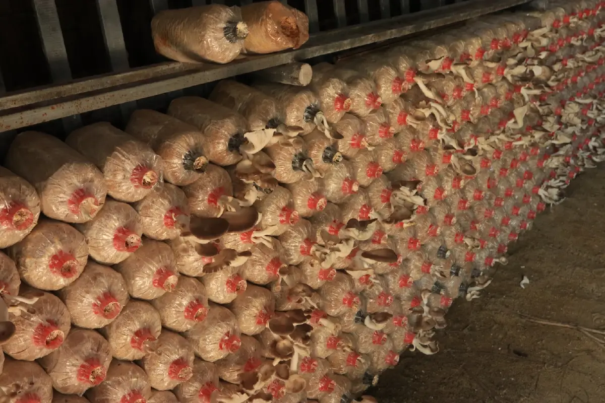 มูลนิธิ ซี.ซี.เอฟ. มอบ “โรงเห็ดเฉลิมพระเกียรติ” ให้โรงเรียนตชด.