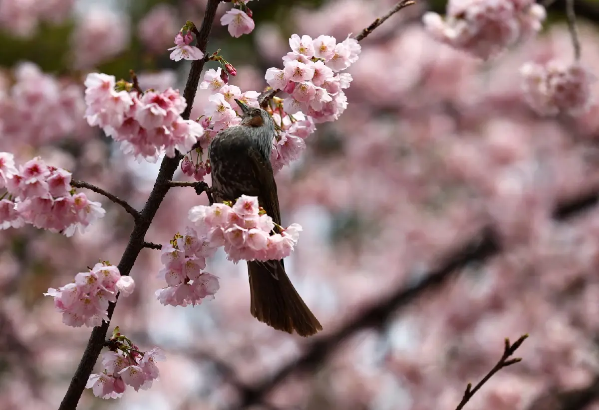 ‘ซากุระ’ เริ่มบานแล้ว ‘นักท่องเที่ยว’ แห่ชมแน่นสวนที่ ‘ญี่ปุ่น’