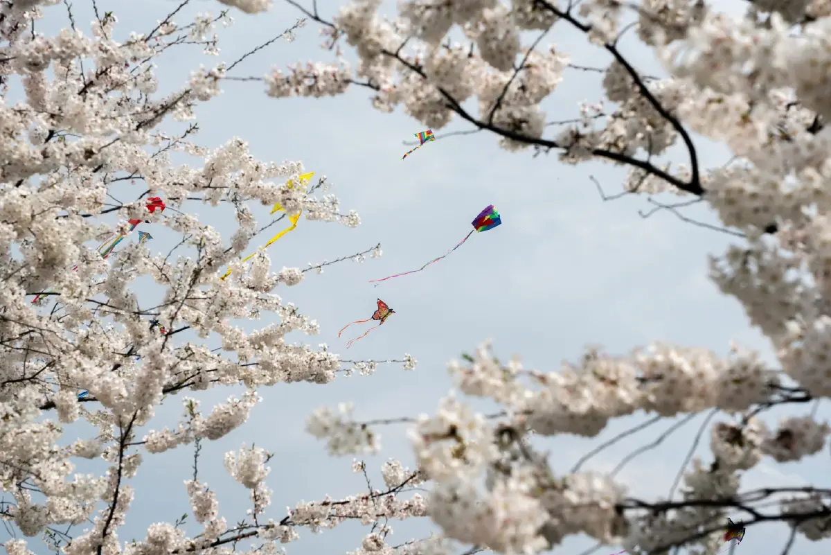 ‘ซากุระ’ บานสะพรั่ง ทั่ว ‘วอชิงตัน’ ชาวเมือร่วมเทศกาลชมดอกไม้