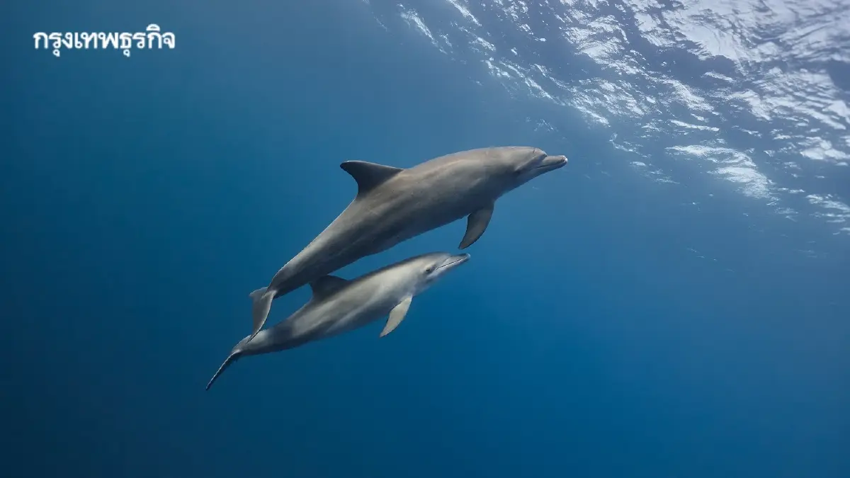 ทำงานเวลาไหนดีที่สุด? 4 Chronotype นาฬิกาชีวิตส่งผลประสิทธิภาพงาน