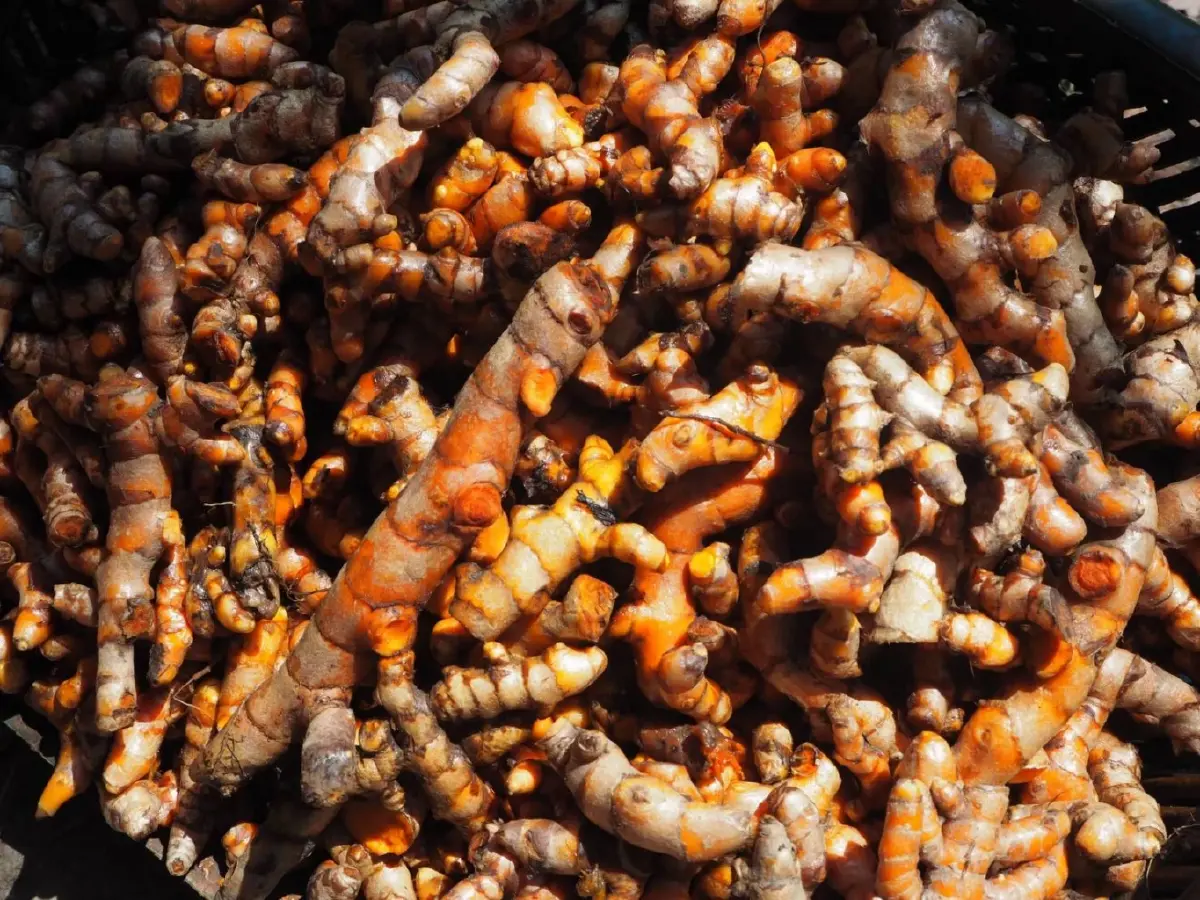 ปลูกสมุนไพรในพื้นที่อนุรักษ์   ใช้สมุนไพรในหลักประกันสุขภาพ