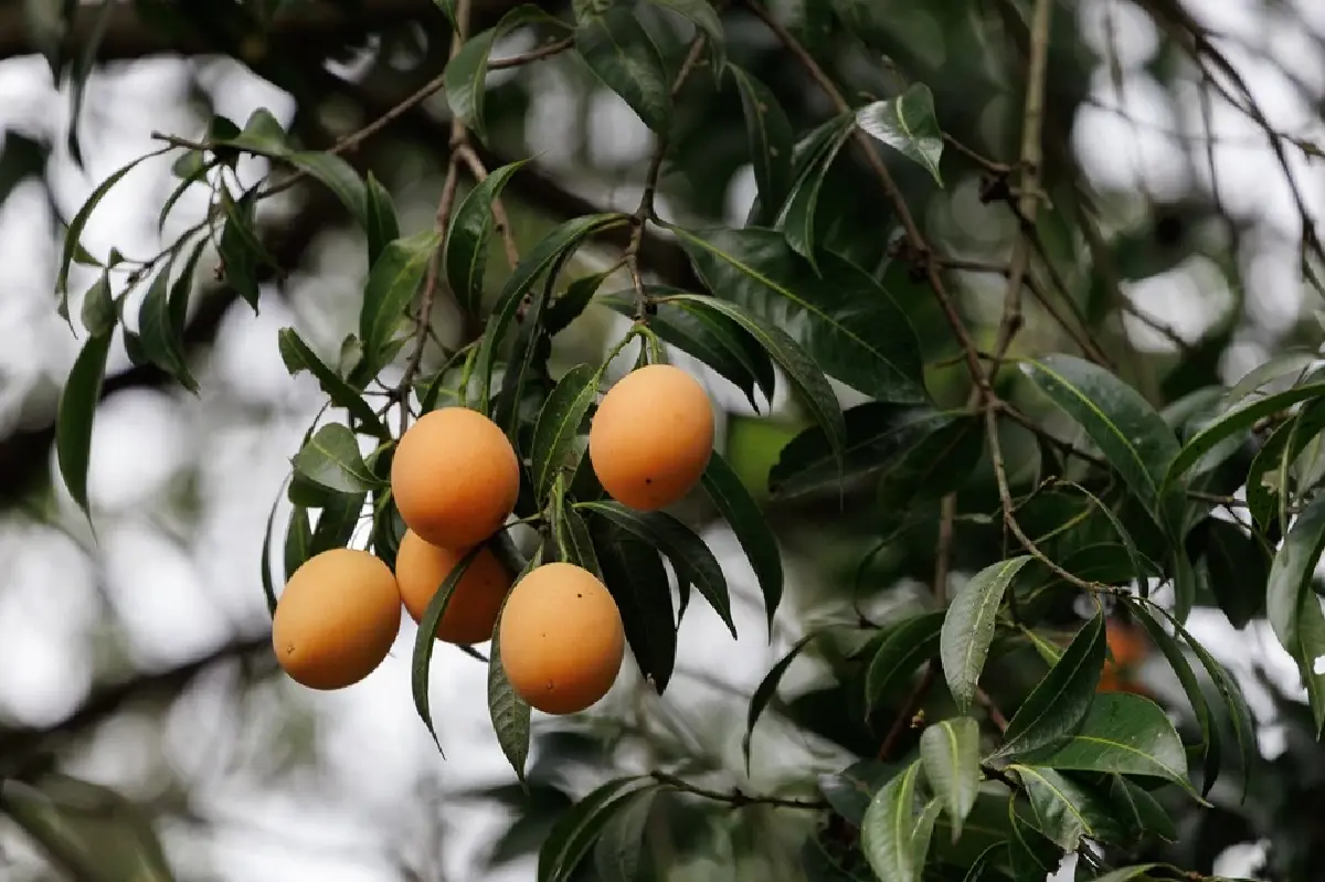 พักหลบร้อนที่ 'นครนายก' ชิมผลไม้ GI มะยงชิด มะปรางหวาน สดจากสวน