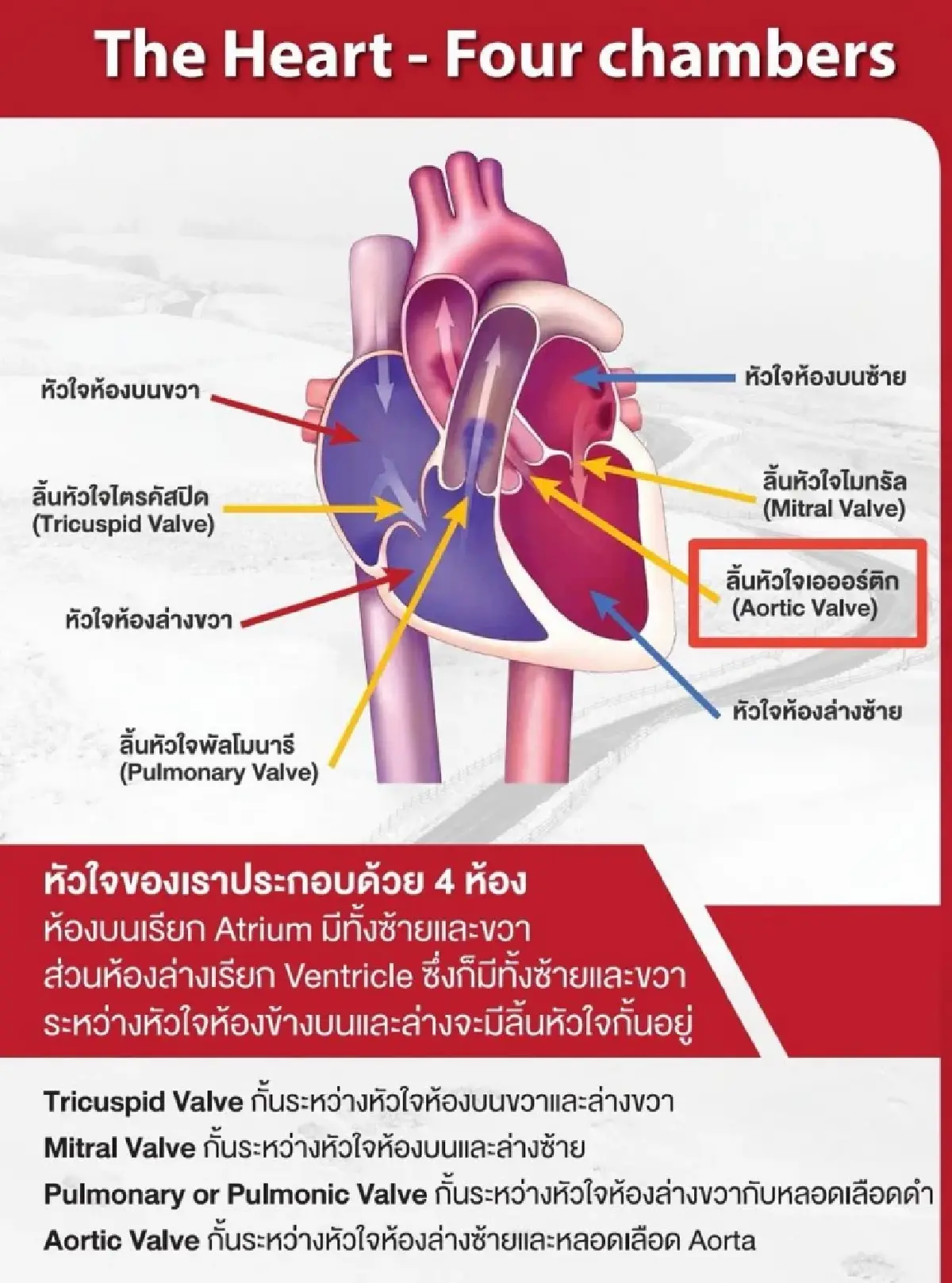 รู้ทันสัญญาณอันตราย!  'โรคลิ้นหัวใจเอออร์ติก' ก่อนสายเกินแก้