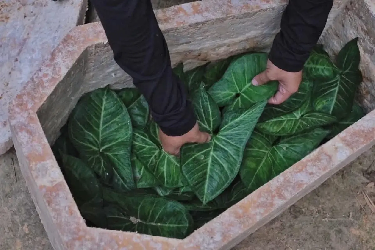 ความตายมุมคุณหญิงจำนงศรี และโลงจากเห็ดสำหรับสัตว์เลี้ยง 