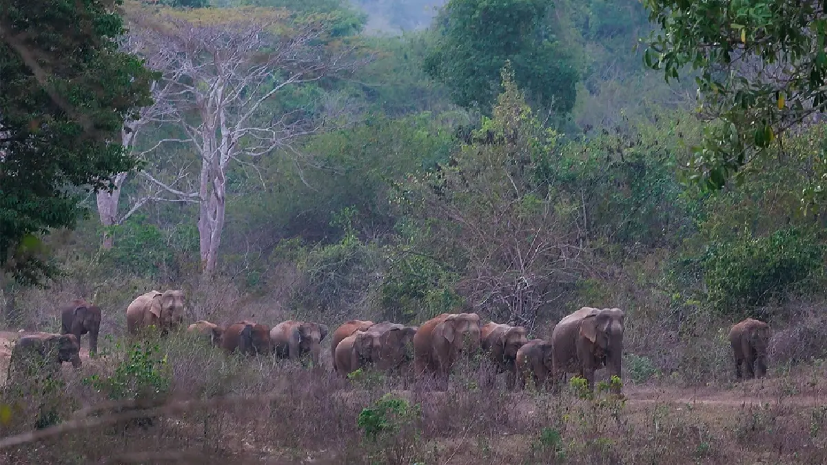 เที่ยว 'ป่ากุยบุรี' หน้าร้อน สุขที่ได้เฝ้าคอย ‘ช้างป่ากุยบุรี’