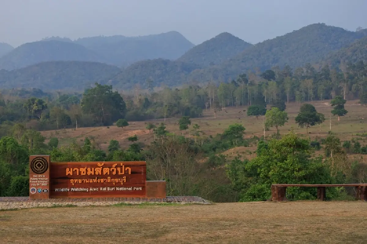 เที่ยว 'ป่ากุยบุรี' หน้าร้อน สุขที่ได้เฝ้าคอย ‘ช้างป่ากุยบุรี’