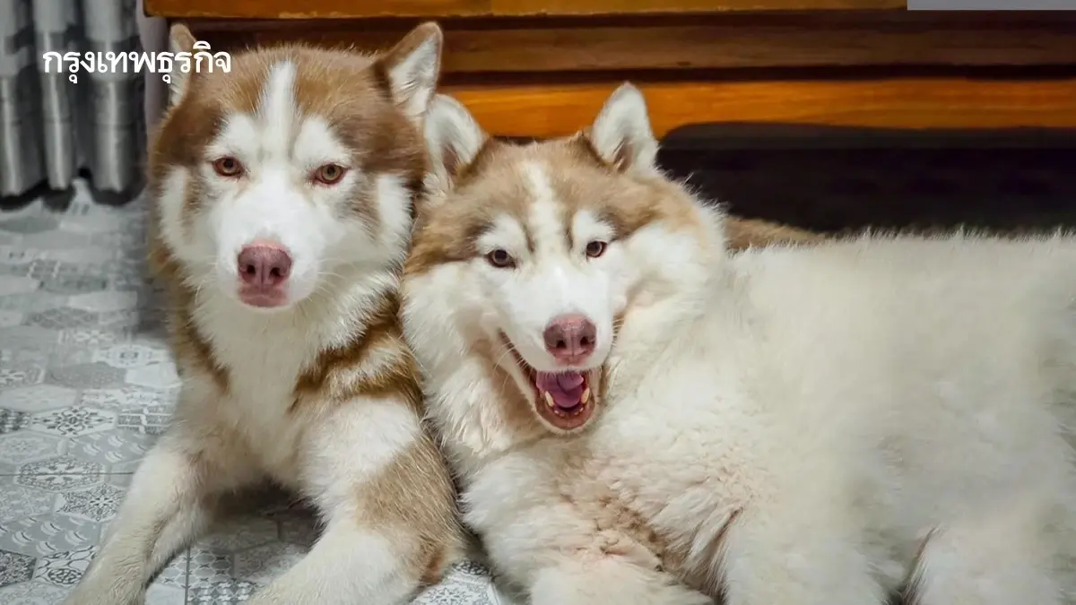 กฎใหม่กทม. เลี้ยงสัตว์ หมาแมวกี่ตัว ต้องดูขนาดพื้นที่บ้าน คอนโด