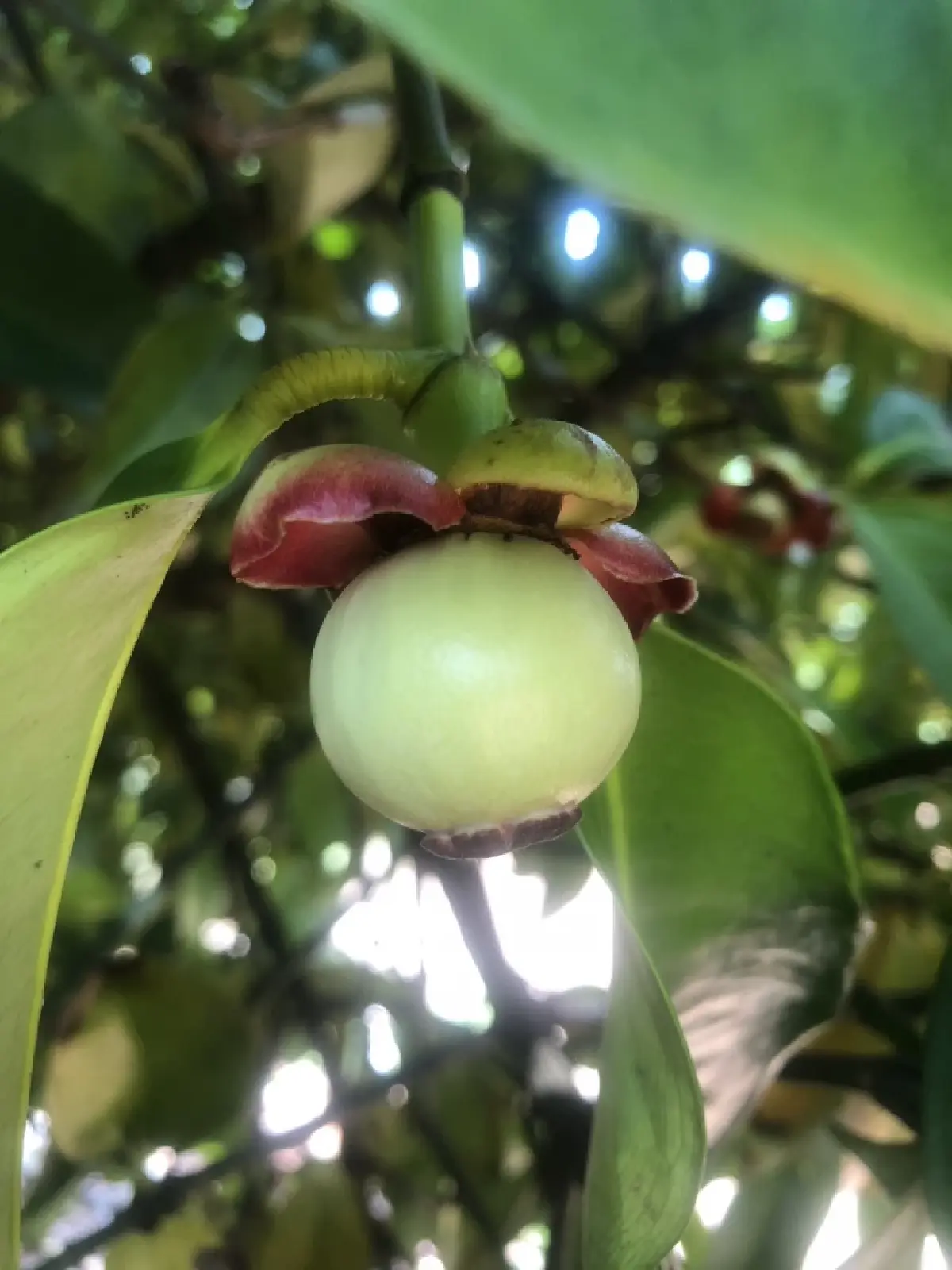 ผลไม้ตะวันออก ปี 68 เพิ่ม 29 %ออกตลาดชุก เดือน พฤษภาคม นี้