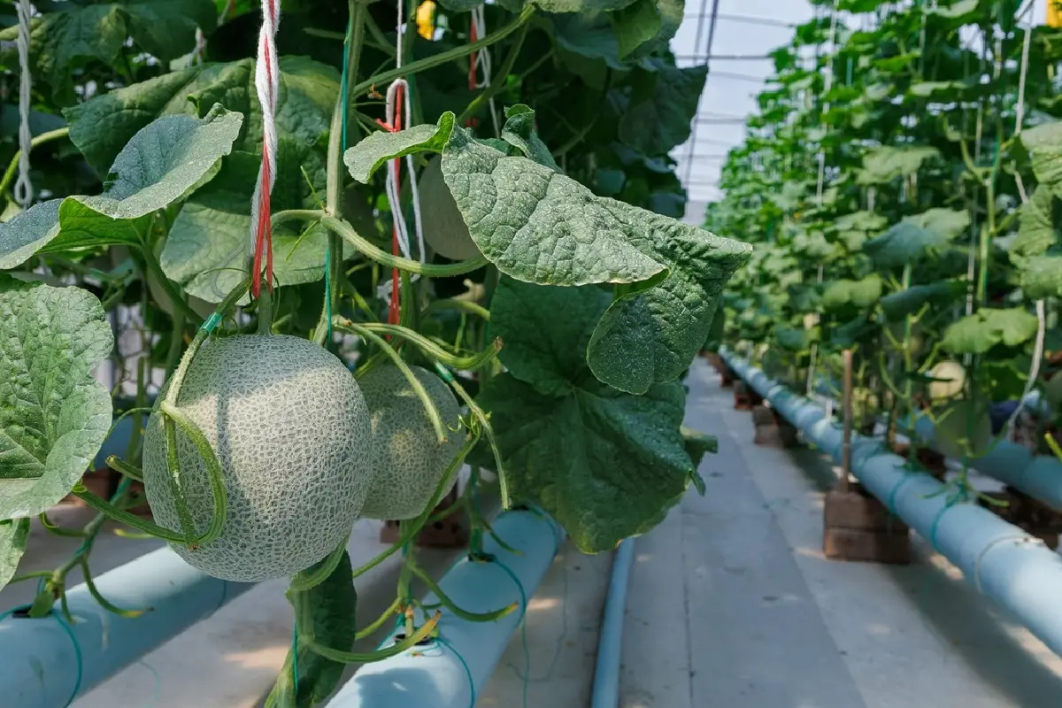 พักหลบร้อนที่ 'นครนายก' ชิมผลไม้ GI มะยงชิด มะปรางหวาน สดจากสวน