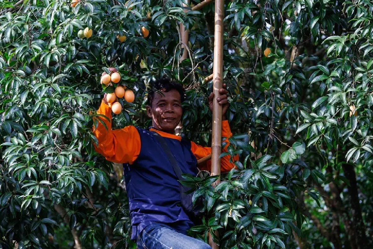 พักหลบร้อนที่ 'นครนายก' ชิมผลไม้ GI มะยงชิด มะปรางหวาน สดจากสวน