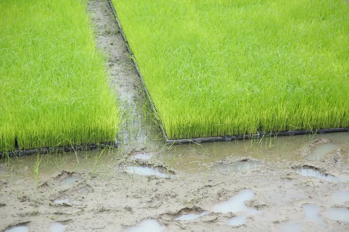 เปิดระบบ Agri Service Provider ดันเกษตรกรเข้าถึงเครื่องจักรกล