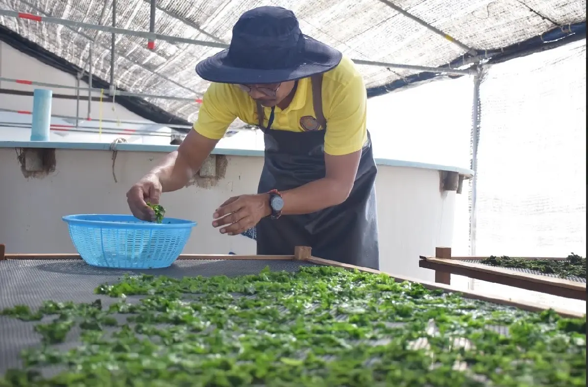 กรมประมง เร่งผลิต สาหร่ายทะเล เพิ่มมูลค่า  ชูเป็นอาหารแห่งอนาคต