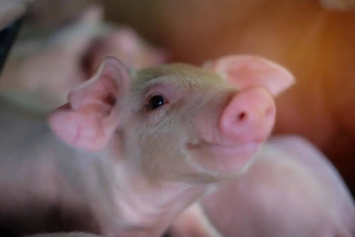 ผู้เลี้ยงหมู ต้านนำเข้าหมูสหรัฐ ป้องอุตสาหกรรมล่มทั้งระบบ