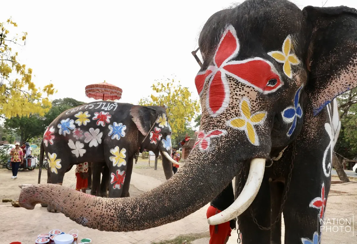 ไฮไลต์สงกรานต์กรุงเก่า ช้างแต่งสวยเล่นน้ำ ดึงดูดนักท่องเที่ยว