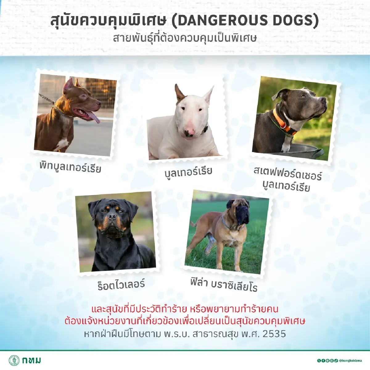 กฎใหม่กทม. เลี้ยงสัตว์ หมาแมวกี่ตัว ต้องดูขนาดพื้นที่บ้าน คอนโด